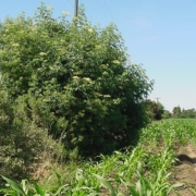Elderberry in a hedgerow