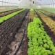 Late fall greens in high tunnel