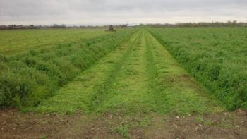 no-till, cover cropped field in California