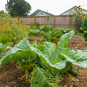 crop plants grow in front of a high wooden fence, with buildings visible above it in the background